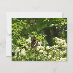 Carte Papillon California Sister dans Yosemite