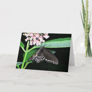 Carte Papillon de nuit noir à Shenandoah