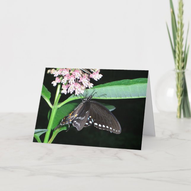 Carte Papillon de nuit noir à Shenandoah (Devant)