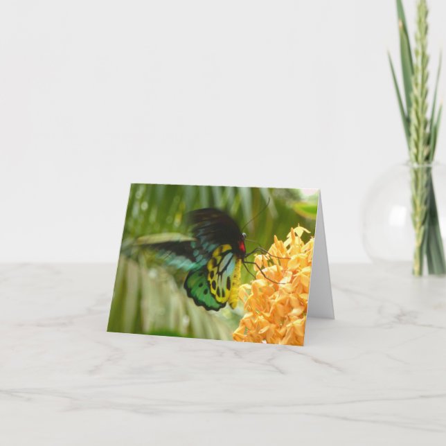 Carte Papillon enchanteur (Devant)