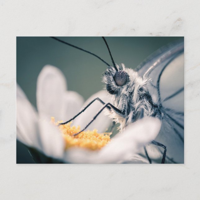 Carte papillon Gazé (Devant)