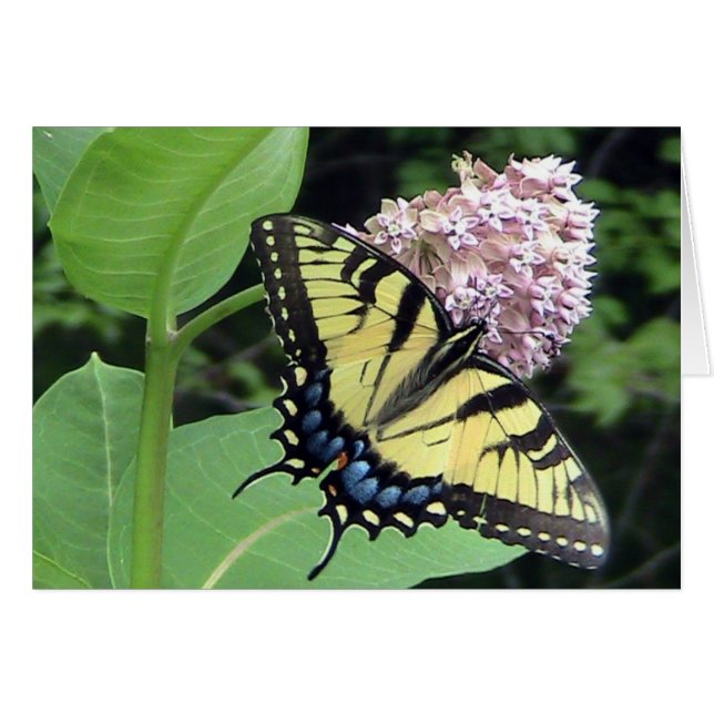 Carte Papillon jaune (Modèle) (Devant Horizontal)