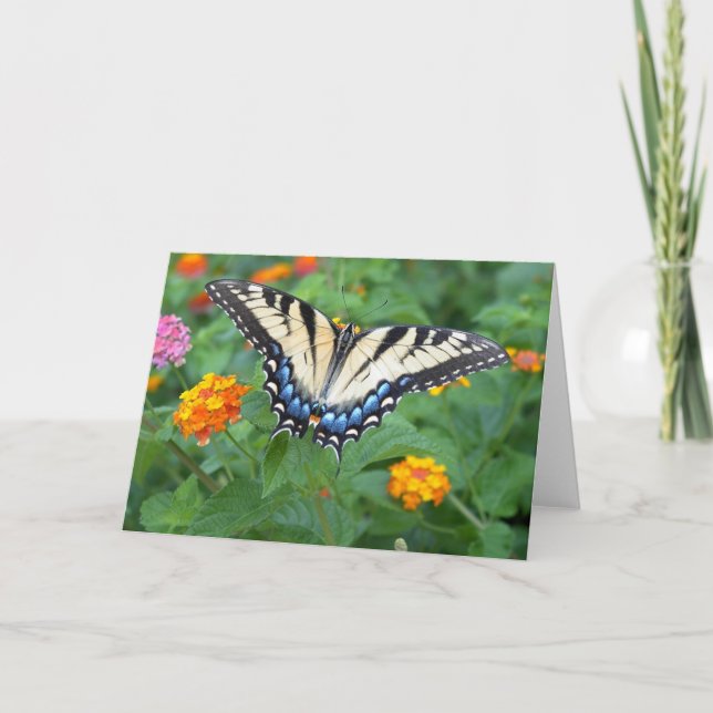 Carte Papillon - machaon oriental de tigre (Devant)
