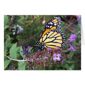 Carte papillon Monarch 2