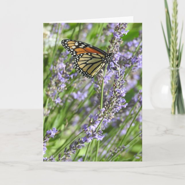 Carte Papillon Monarque dans un champ de lavande vierge (Devant)