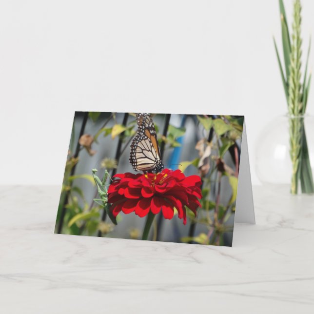 Carte Papillon monarque et Mantis de prière sur la Zinni (Devant)