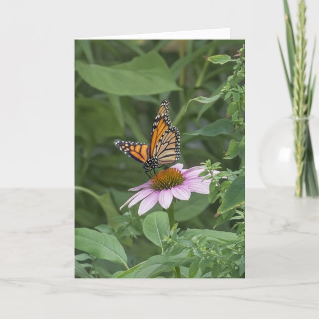 Carte Papillon monarque sur une échynacée pourpre, NYC - (Devant)