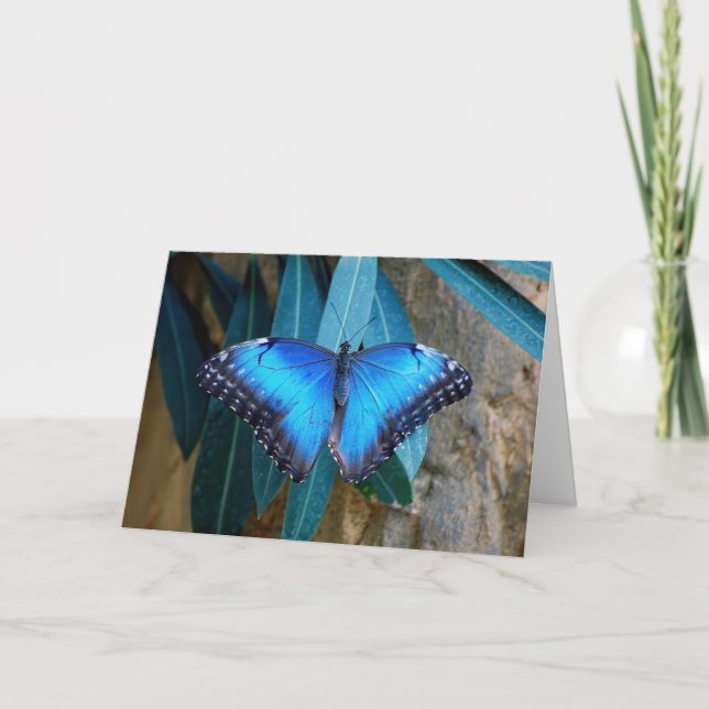 Carte Papillon Morpho Commun Bleu (Devant)
