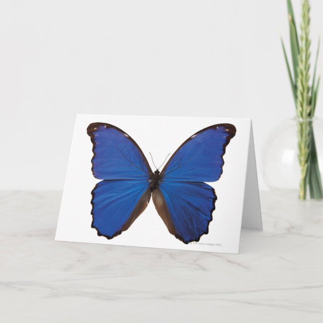 Carte Papillon Nestira Marpho (Devant)