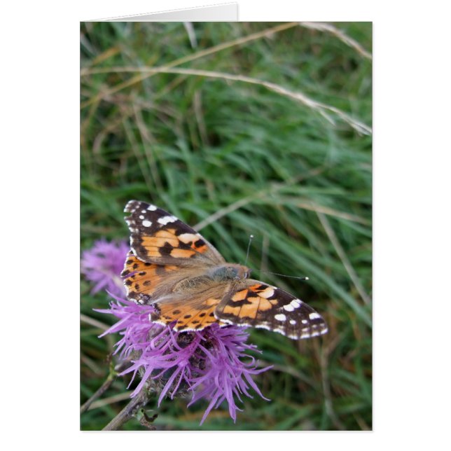 Carte Papillon orange (Devant)