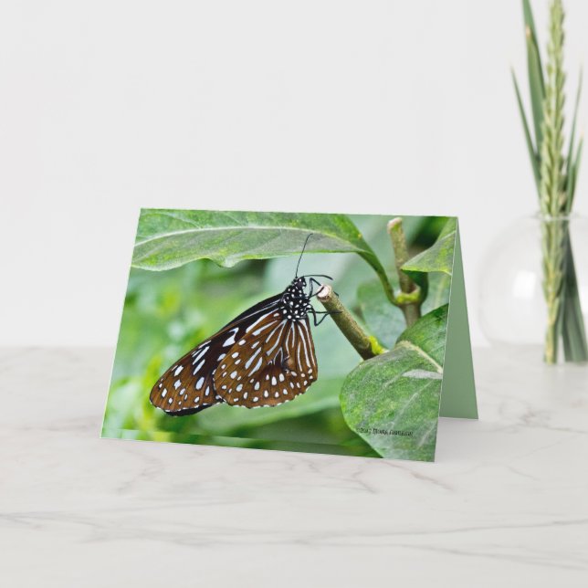 Carte Papillon peint Brown (Devant)