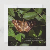 Papillon Poétique Merci pour l'Ami