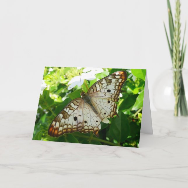 Carte Papillon sur Jasmine Tropical Nature Photographie (Devant)