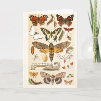 Carte Papillons vintages Caterpillar Illustration Art