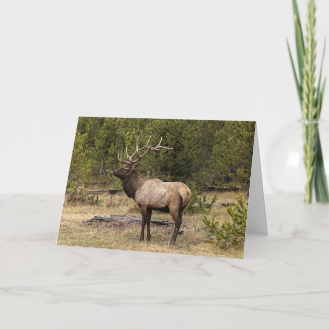 Carte Parc national Bull Elk Yellowstone, Wyoming (Devant)