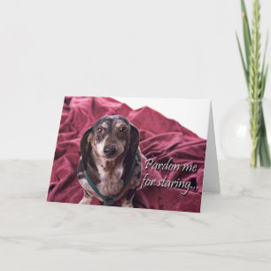 Carte Pardonnez-moi pour Staring - Dachsund Anniversaire