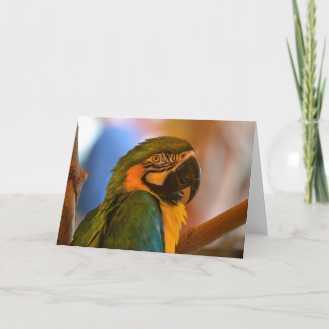 Carte Parrot Note (Devant)