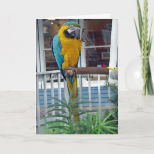 Carte Parrot Waving Hello Card - Juste une note pour dir