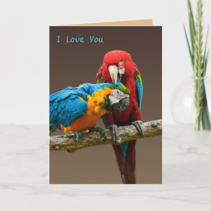 Carte Parrots Aimer or et bleu Macaw Scarlett Macaw