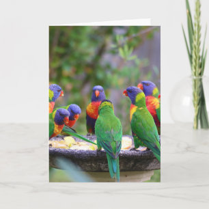 Carte Parrots colorés Arc-en-ciel Lorikeet Manger