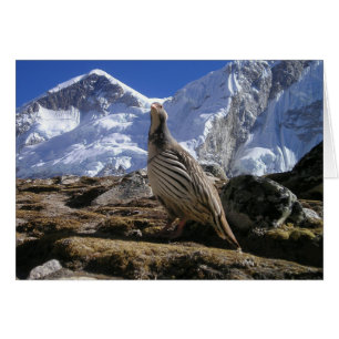 Carte Partridge in Himalayas