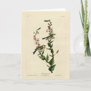 Carte Paruline à châtaignes, Oiseaux d'Amérique d'Audubo