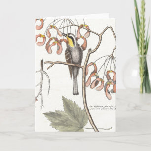 Carte Paruline à gorge jaune / Seligmann - Catesby