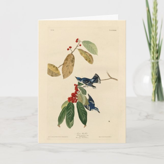 Carte Paruline azurée (Cerulean), Audubon Birds of Ameri (Devant)