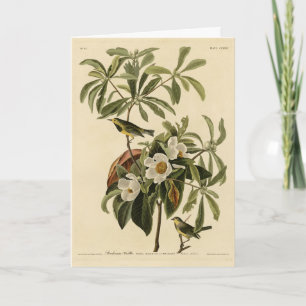 Carte Paruline de Bachman, d'Audubon's Birds of America