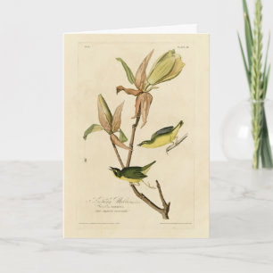 Carte Paruline du Kentucky des oiseaux d'Amérique d'Audu