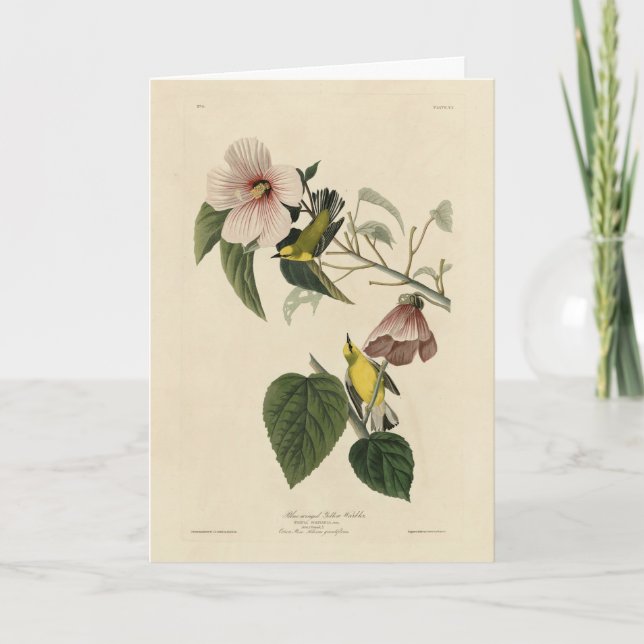 Carte Paruline jaune à ailes bleues - Audubon Birds Amér (Devant)