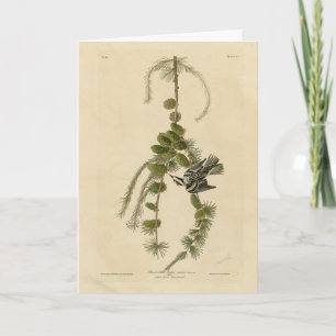 Carte Paruline noire et blanche - Audubon's Birds of Ame