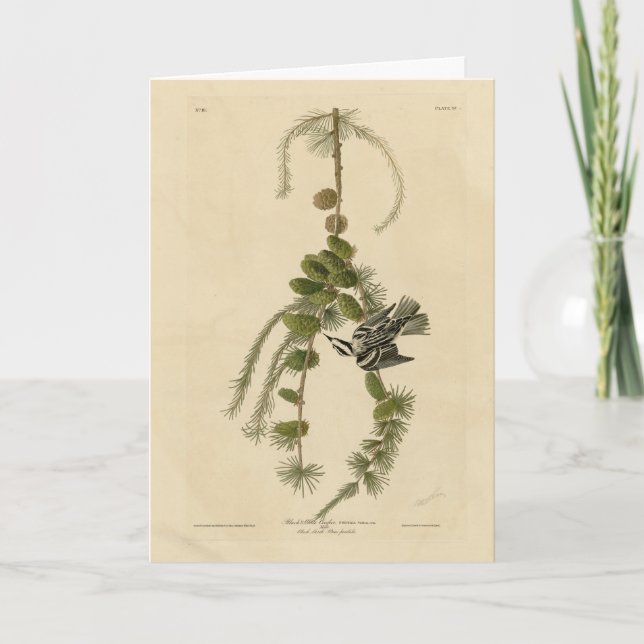 Carte Paruline noire et blanche - Audubon's Birds of Ame (Devant)