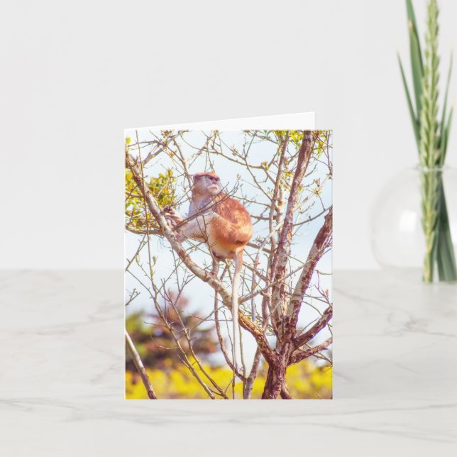 Carte Patas est au sommet d'un arbre (Devant)