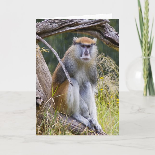 Carte Patas Monkey (Devant)