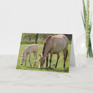 Carte Pâturage du cheval et du poulain de Przewalski