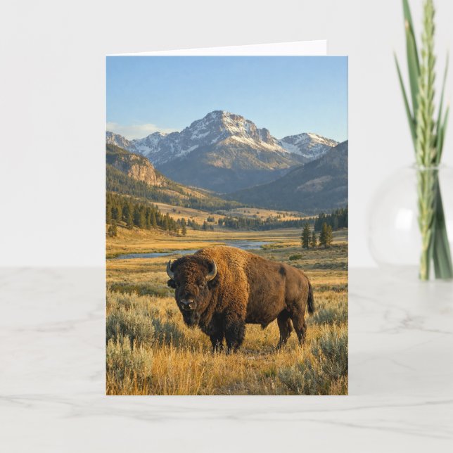 Carte Paysage de montagne Bison d'Amérique Plaid (Devant)