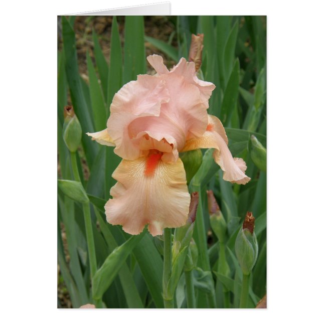 carte - Peach Iris (Devant)