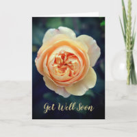 Peachy Orange Garden Fleur Rose Se Bien Bientôt