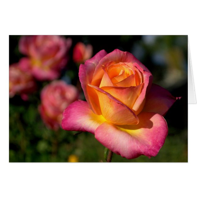 Carte Peachy Rose Blank Note (Devant horizontal)