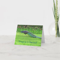 PEACOCK & TULIPS /FIER EN TANT QUE PEACOCK/CONGRAT