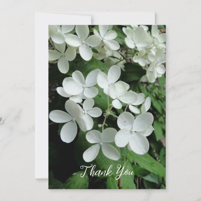 Carte Pee Gee Hydrangea Fleurs blanches vierges plates (Devant)
