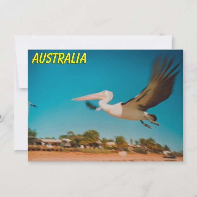 Carte Pélican Australie (Devant)