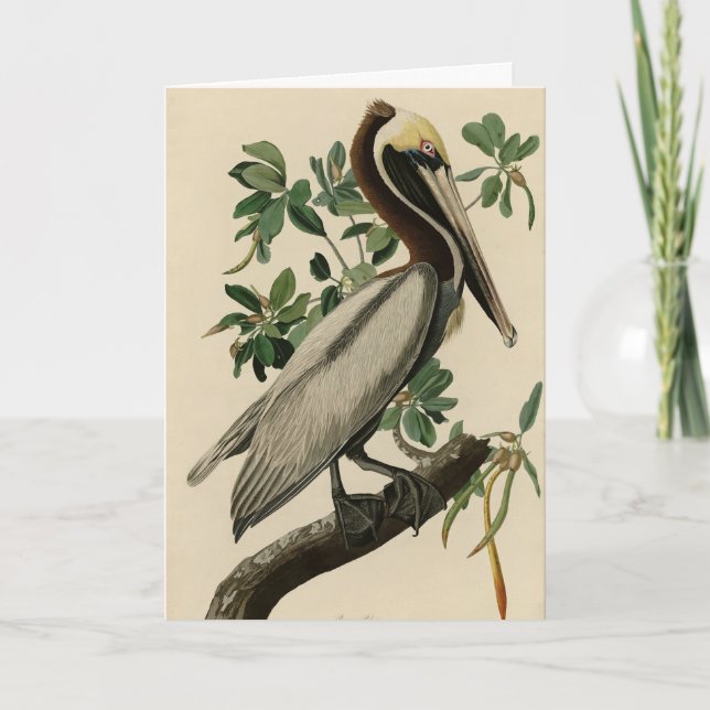 Carte Pélican Brown d'Audubon's Birds of America (Devant)