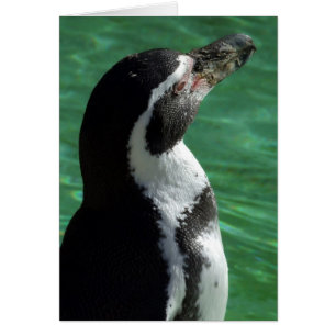 Carte Penguin