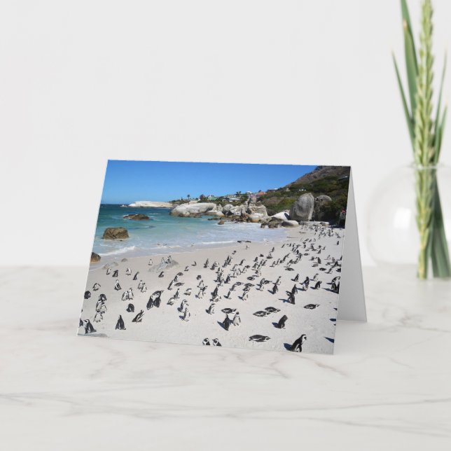 Carte Penguins Boulders Beach | South Africa (Devant)