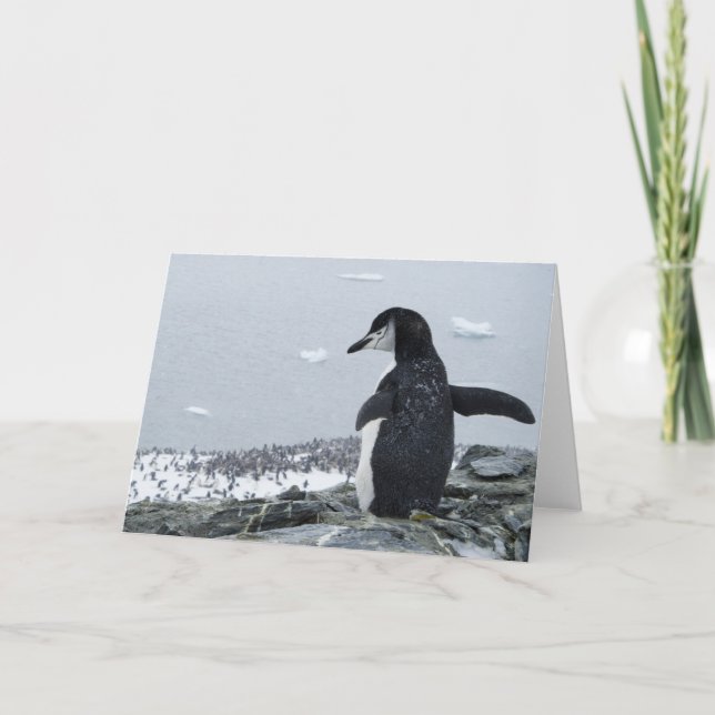 Carte Penguinzilla (Devant)