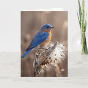 Carte Pensée pour toi Oiseau bleu sur une gousse de Ascl