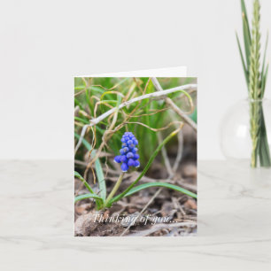 Carte Pensée pour Vous - Muscari solitaire