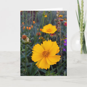 Carte Penser à vous Cosmos orange photo